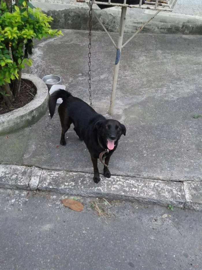 Cachorro ra a SRD idade 3 anos nome Pretinha