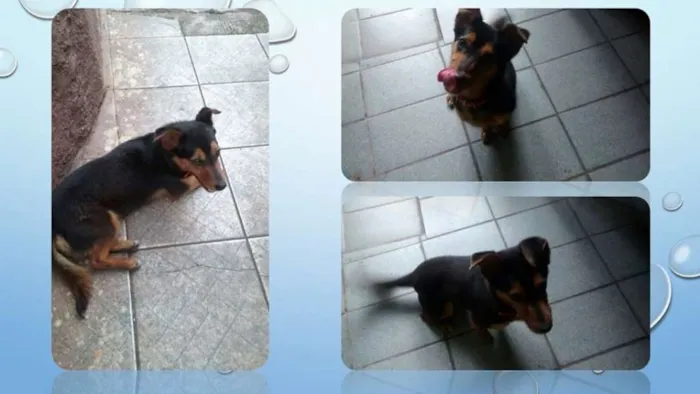 Cachorro raça SRD idade 3 anos nome Jujuba