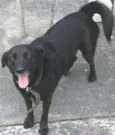 Cachorro raça SRD idade 3 anos nome Pretinha