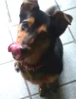 Cachorro raça SRD idade 3 anos nome Jujuba