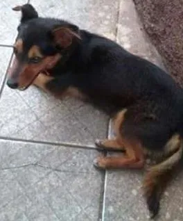 Cachorro raça SRD idade 3 anos nome Jujuba