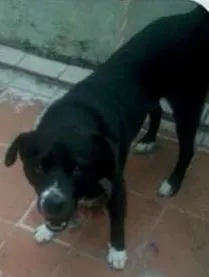 Cachorro raça SRD idade 5 anos nome Rambo
