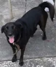 Pretinha