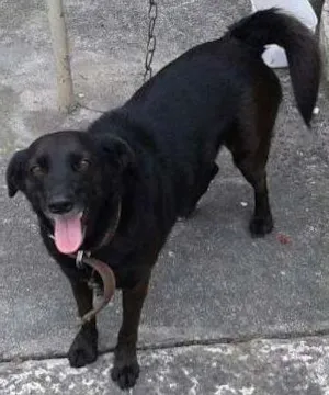 Cachorro raça SRD idade 3 anos nome Pretinha
