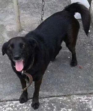 Cachorro ra a SRD idade 3 anos nome Pretinha