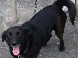 Cachorro ra a SRD idade 3 anos nome Pretinha