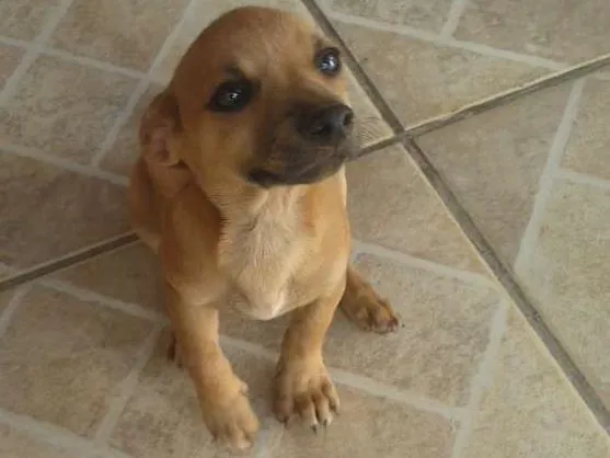 Cachorro ra a mistura de podie idade 2 a 6 meses nome pequena