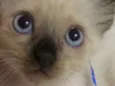 Marvin