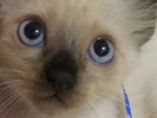 Gato raça Siamês idade 2 a 6 meses nome Marvin