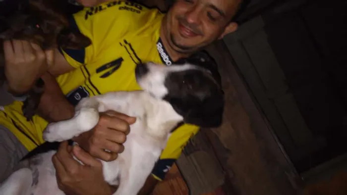 Cachorro raça Não possui idade 7 a 11 meses nome Mily