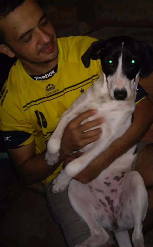 Cachorro raça Não possui idade 7 a 11 meses nome Mily