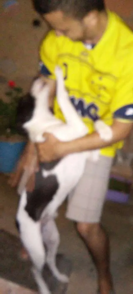 Cachorro raça Não possui idade 7 a 11 meses nome Mily