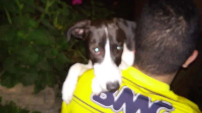 Cachorro raça Não possui idade 7 a 11 meses nome Mily