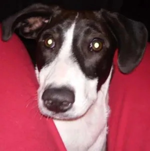 Cachorro raça Não possui idade 7 a 11 meses nome Mily