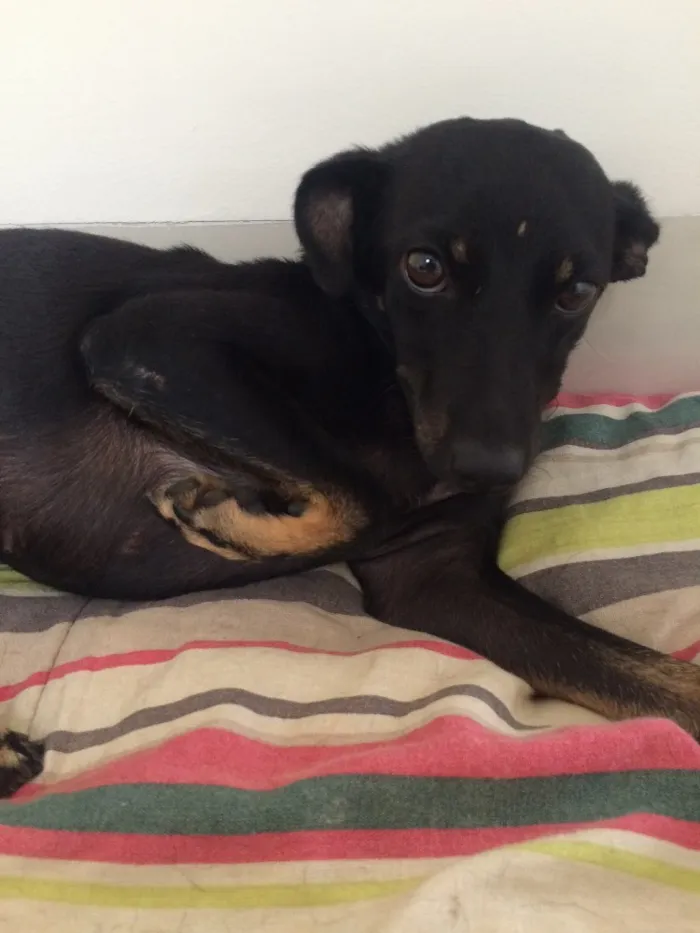 Cachorro raça SRD idade 1 ano nome July