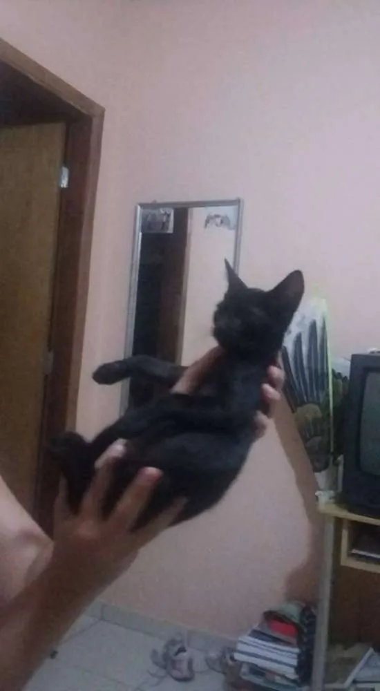 Gato ra a SRD idade Abaixo de 2 meses nome Sem nome