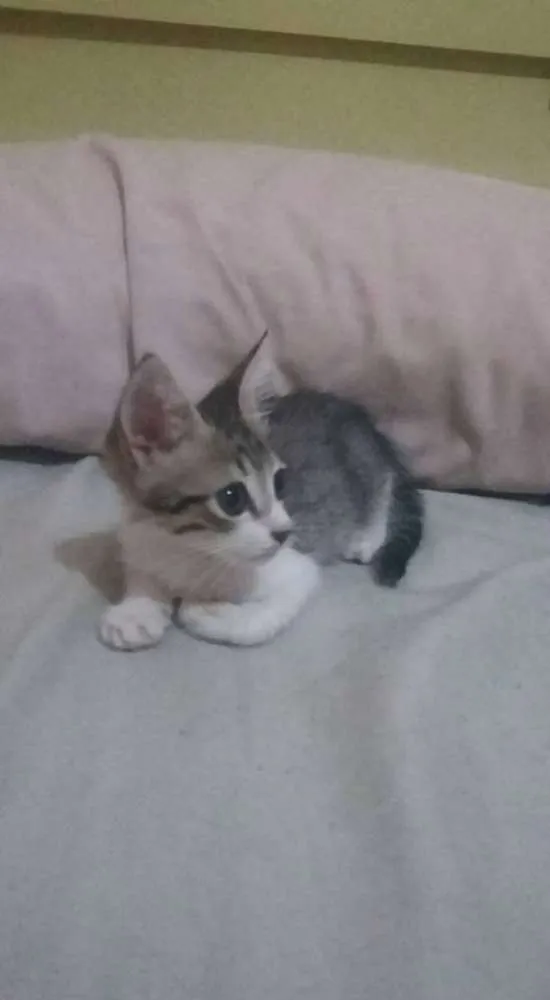 Gato ra a SRD idade Abaixo de 2 meses nome Sem nome