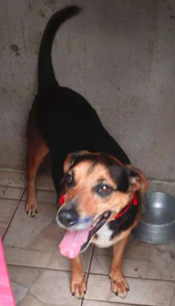 Cachorro ra a SRD idade 5 anos nome Avalon, Moneti E Ma