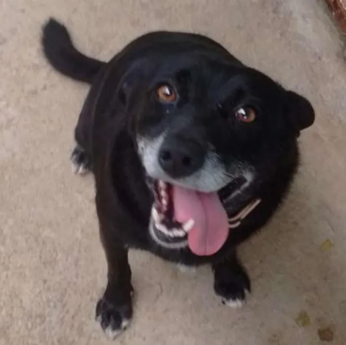 Cachorro ra a SRD idade 5 anos nome Avalon, Moneti E Ma