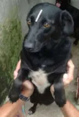 BRENDA, PANDORA E LARA