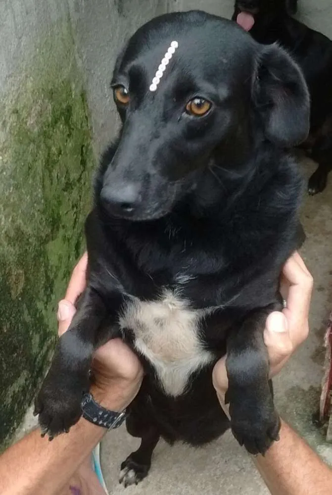 Cachorro ra a SRD idade 3 anos nome BRENDA, PANDORA E LARA