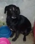 BRENDA, PANDORA E LARA