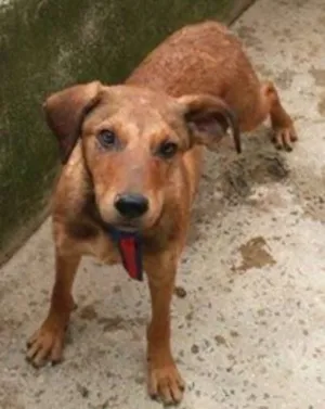 Cachorro raça SRD idade 7 a 11 meses nome ASLAN