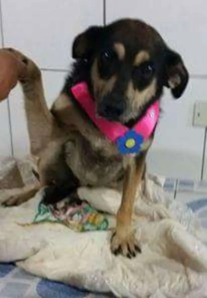 Cachorro ra a SRD idade 4 anos nome VITORIA