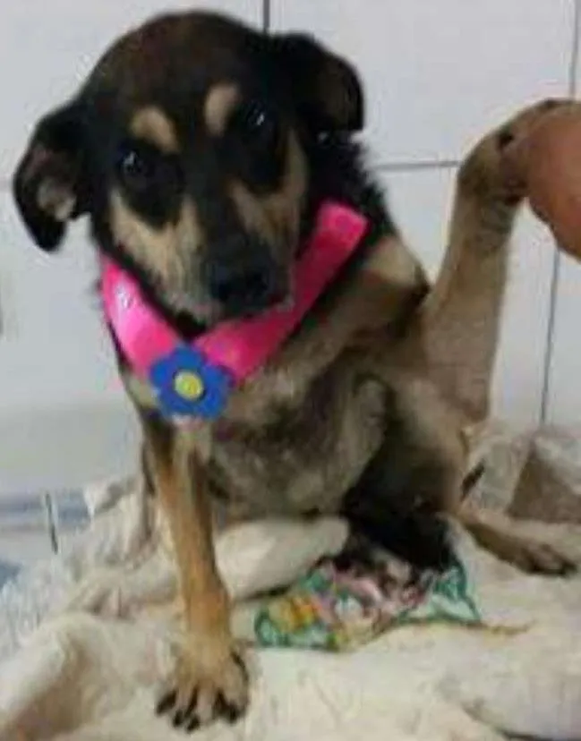 Cachorro ra a SRD idade 4 anos nome VITORIA