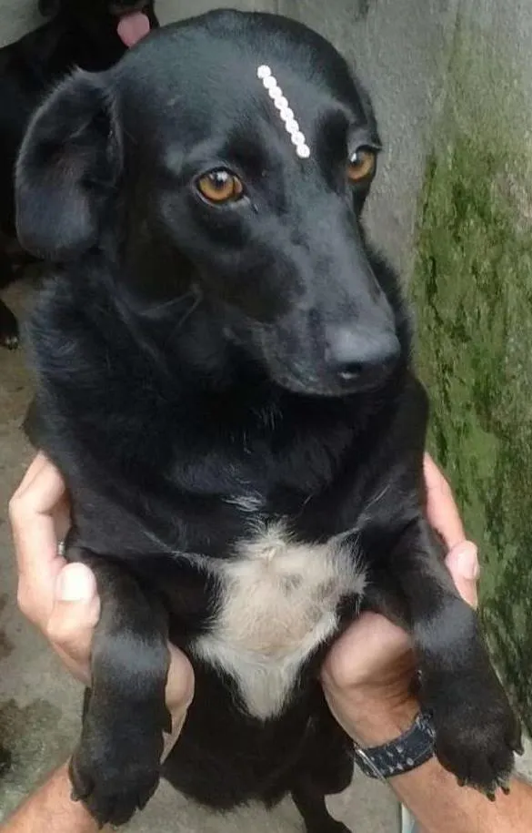 Cachorro ra a SRD idade 3 anos nome BRENDA, PANDORA E LARA