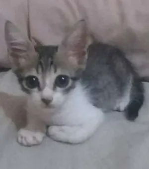 Gato raça SRD idade Abaixo de 2 meses nome Sem nome