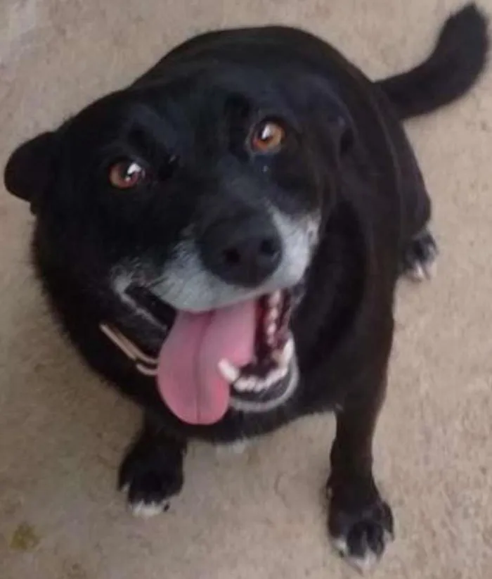 Cachorro ra a SRD idade 5 anos nome Avalon, Moneti E Ma