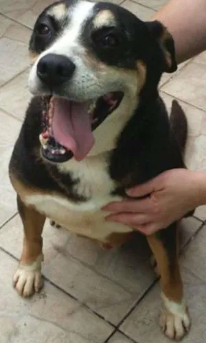 Cachorro raça SRD idade 5 anos nome Avalon, Moneti E Ma