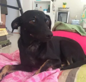 Cachorro raça SRD idade 1 ano nome July