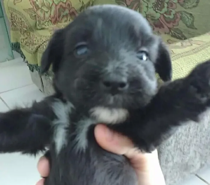 Cachorro ra a Poodle cruzado com um labrador  idade Abaixo de 2 meses nome Sem nomes