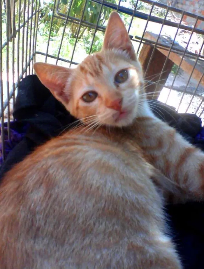 Gato ra a   idade 2 a 6 meses nome Gatinha Ruiva