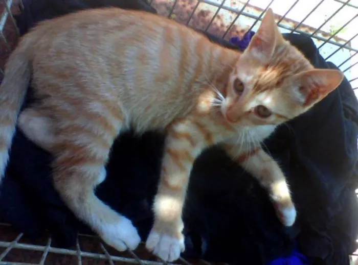 Gato ra a   idade 2 a 6 meses nome Gatinha Ruiva