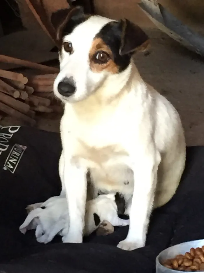 Cachorro ra a Jack Russel idade 3 anos nome Minnie