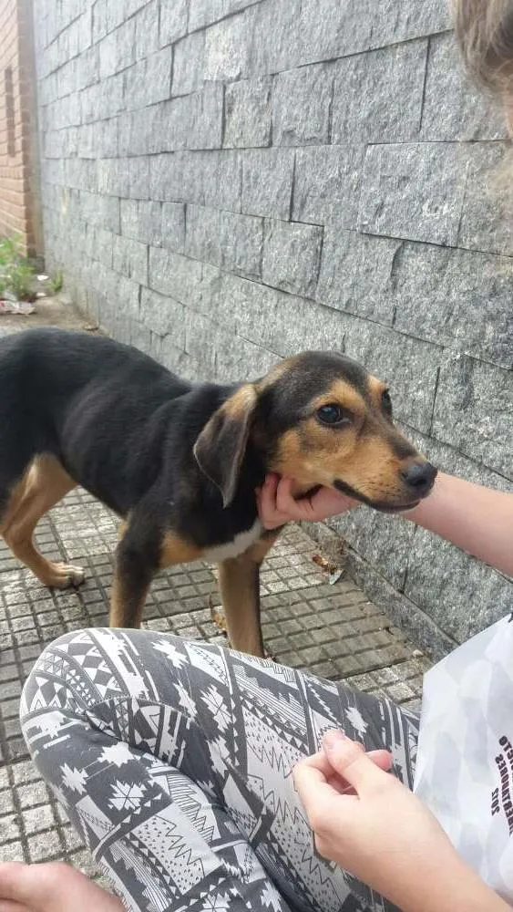 Cachorro ra a Viralata idade 7 a 11 meses nome Sem nome