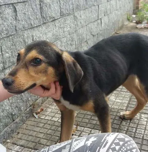 Cachorro ra a Viralata idade 7 a 11 meses nome Sem nome