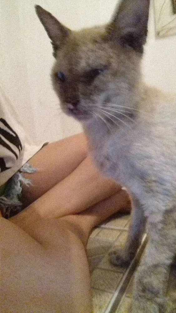 Gato raça  idade  nome Ainda não tem