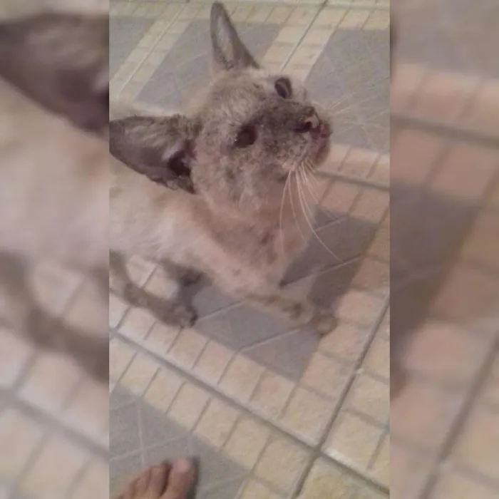Gato raça  idade  nome Ainda não tem