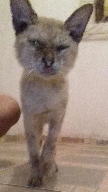 Gato raça  idade  nome Ainda não tem