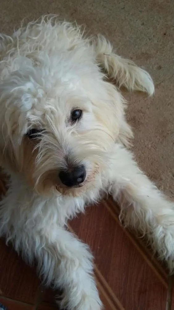 Cachorro raça Mestiço idade 1 ano nome Nick