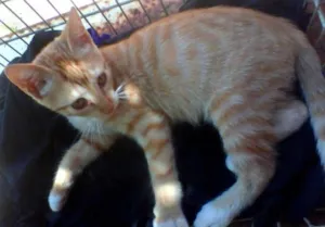 Gato raça   idade 2 a 6 meses nome Gatinha Ruiva