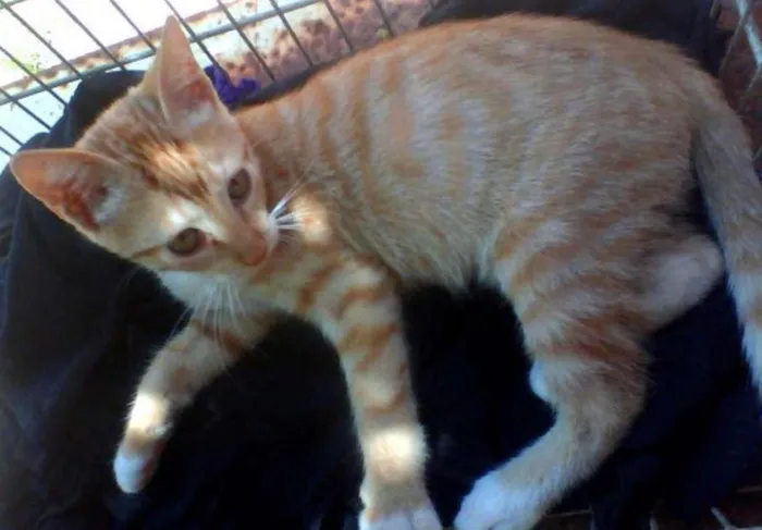 Gato ra a   idade 2 a 6 meses nome Gatinha Ruiva
