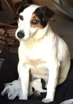 Cachorro raça Jack Russel idade 3 anos nome Minnie