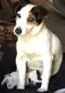 Cachorro raça Jack Russel idade 3 anos nome Minnie