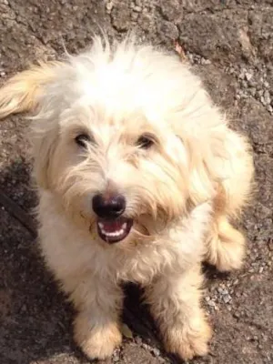 Cachorro raça Mestiço idade 1 ano nome Nick