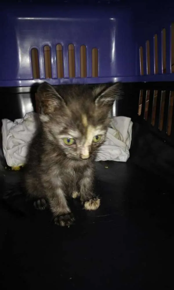 Gato raça  idade Abaixo de 2 meses nome Marie
